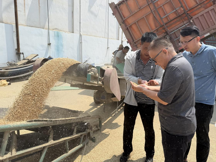 裕農(nóng)公司調研夏糧收購工作
